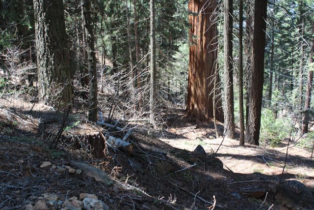 54838 Ponderosa Drive, Springville, CA 93265