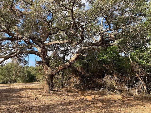 TBD Loose Cow Rd, Garwood, TX 77442