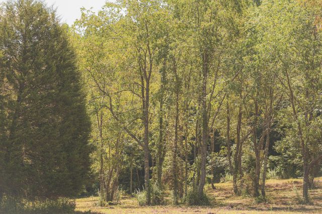 0 Grapevine Road, Crossville, TN 38572