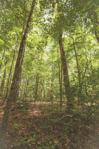 0 Grapevine Road, Crossville, TN 38572