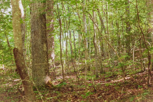 0 Grapevine Road, Crossville, TN 38572