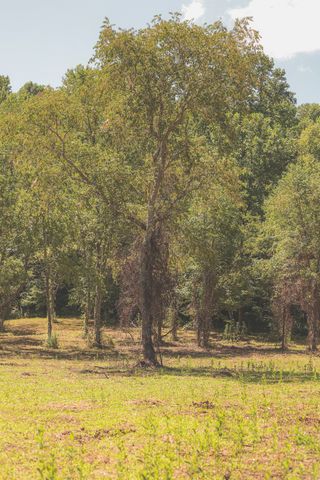 0 Grapevine Road, Crossville, TN 38572