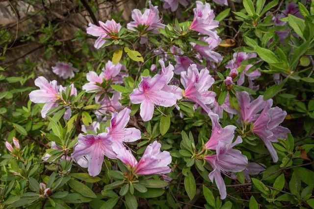 3875 Donaldson Drive, Atlanta, GA 30341