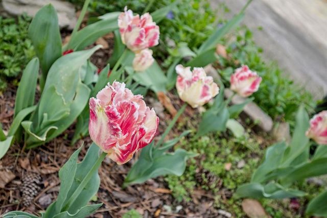 3875 Donaldson Drive, Atlanta, GA 30341