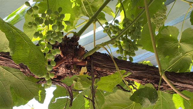 12520 Crested Moss Road NE, Albuquerque, NM 87122