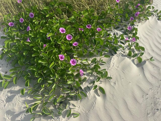 10811 San Luis Pass Road 1308, Galveston, TX 77554