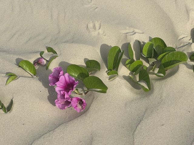 10811 San Luis Pass Road 1308, Galveston, TX 77554