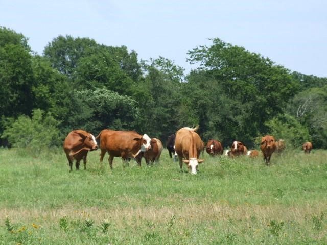 TBD Cr-122, Kaufman, TX 75142