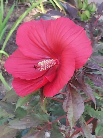 4993 S Evanston Street, Aurora, CO 80015