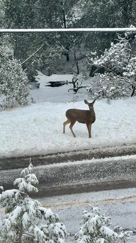 27720 Saunders Meadow Rd, Idyllwild, CA 92549