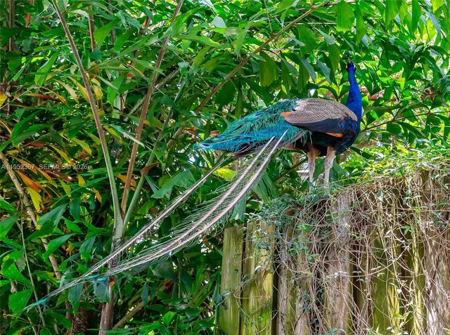 3569 Avocado Ave, Coconut Grove, FL 33133