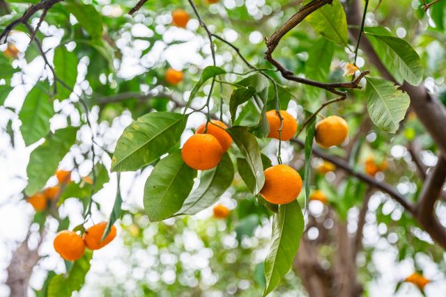 4014 42nd Ave, Sacramento, CA 95824