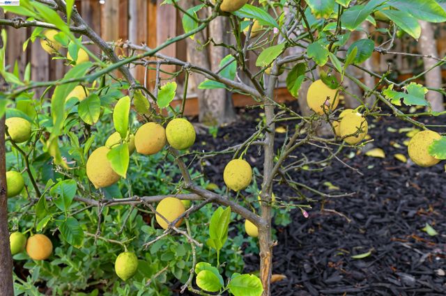 11593 Ladera Ct, Dublin, CA 94568