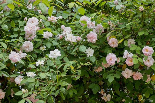 23 Corte Del Rey, San Rafael, CA 94903