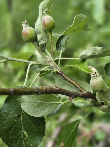 213 Highland Street, Mount Horeb, WI 53572