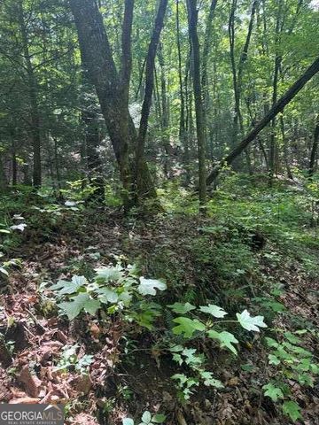 10.96 AC Paramount Trail, Ellijay, GA 30536