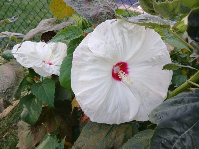 1688 17th Avenue, Marion, IA 52302