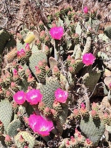 10376 55th Street, Mojave, CA 93501