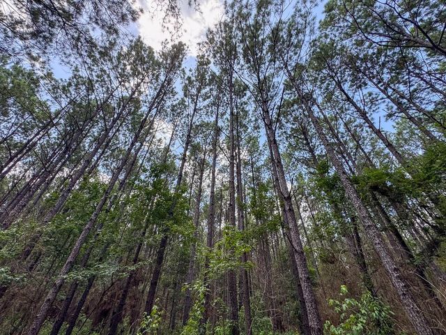00 Fm 946, Oakhurst, TX 77359