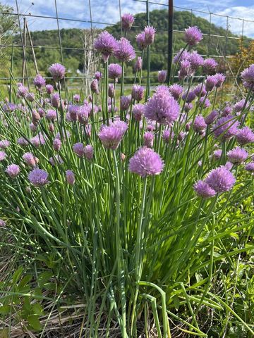 49501 Hwy 171, Gays Mills, WI 54631