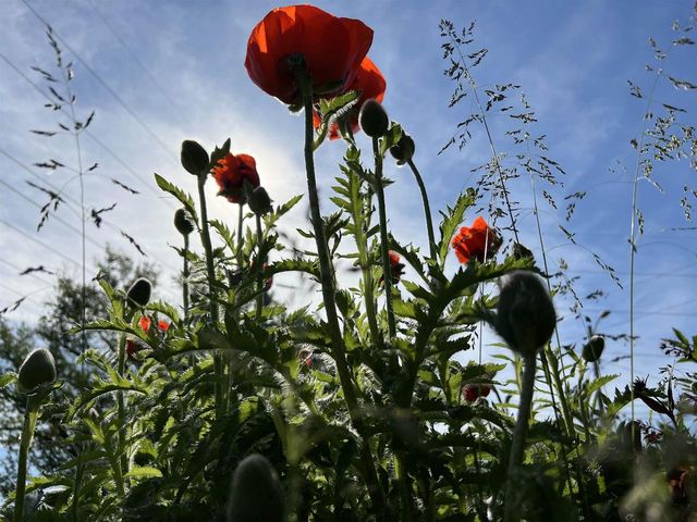 49501 Hwy 171, Gays Mills, WI 54631