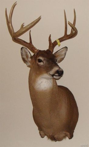 3800 Cr-4080, Salem, MO 65560