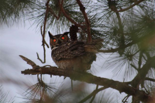 2498 RUSK COURT, Deltona, FL 32738