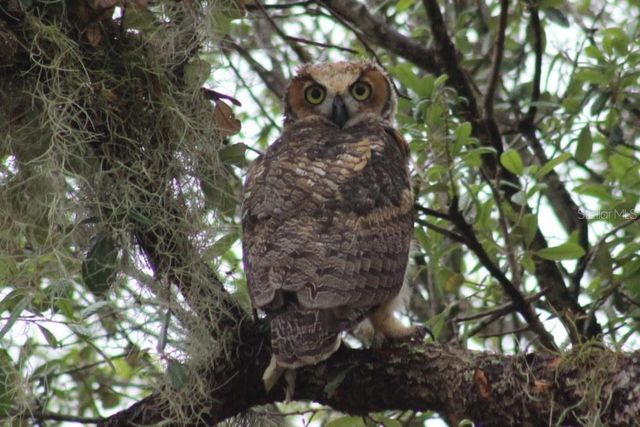 2498 RUSK COURT, Deltona, FL 32738