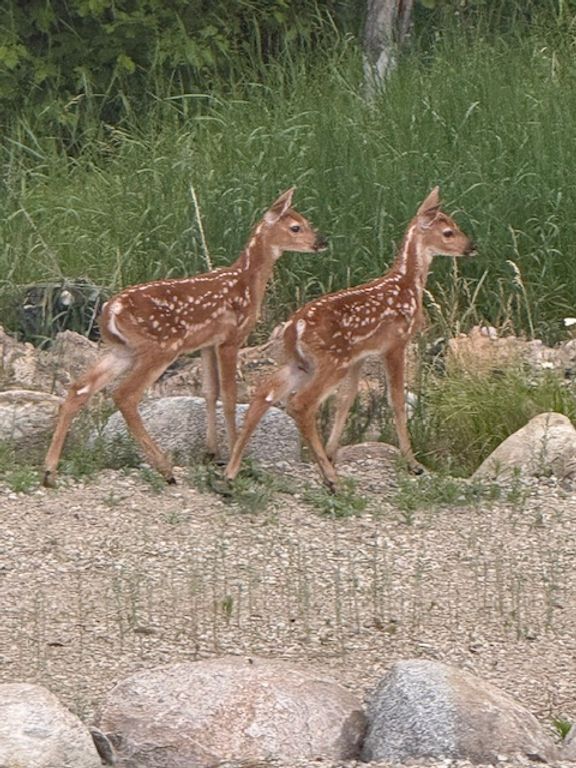 829 Pheasant Run, Hamilton, MT 59840 photo 55