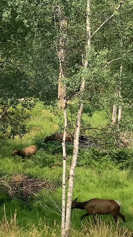 829 Pheasant Run, Hamilton, MT 59840 photo 56