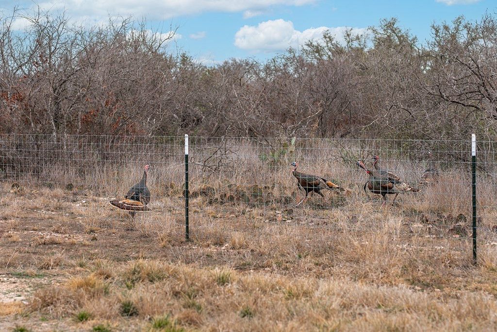 Image 9 of property listing at 9290 Buck Ridge, Brady, TX 76825
