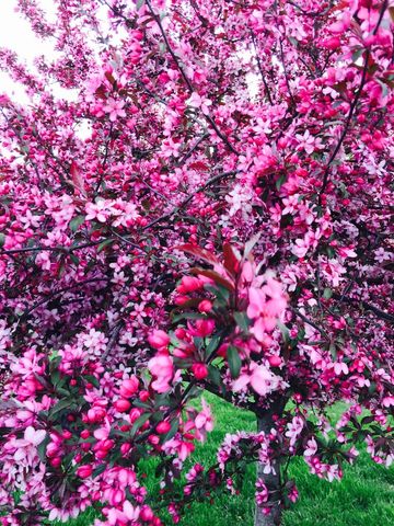 8 DOGWOOD Place, Harrisburg, IL 62946