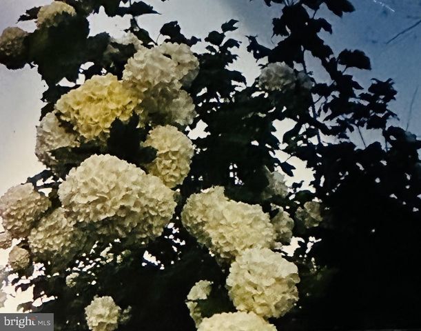 728 WOOLFORD ST, Seaford, DE 19973