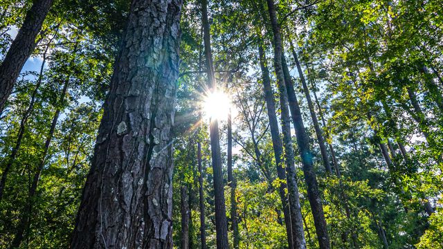 0 Tuten Road, Round O, SC 29474