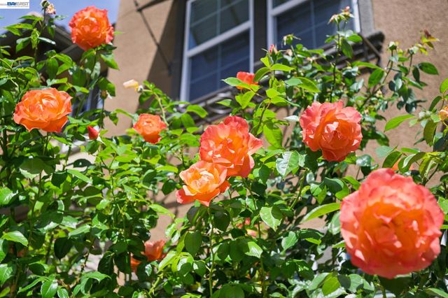3118 Fioli Way, San Ramon, CA 94582