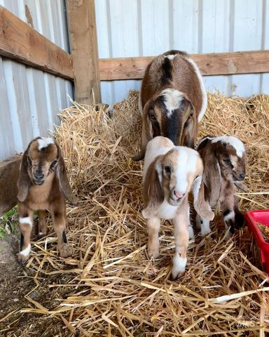 4825 High Hope Ln, Nampa, ID 83686