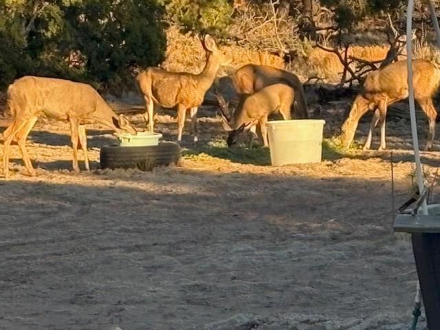 44 Brook Boulevard, Quemado, NM 87829