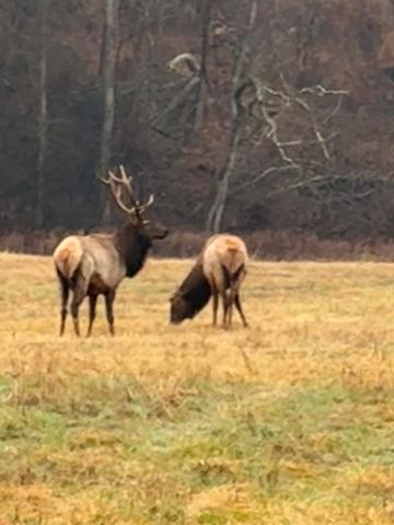 1044 Carter 154, Fremont, MO 63941