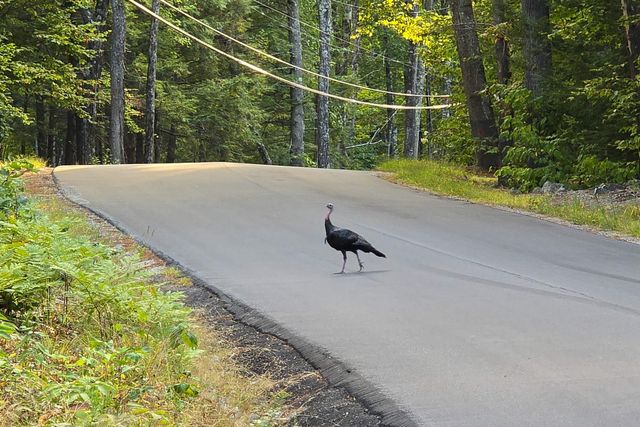 00 Page Hill Road, Tamworth, NH 03817