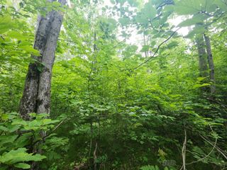 1 acre W Monroe Road, Harrison, MI 48625