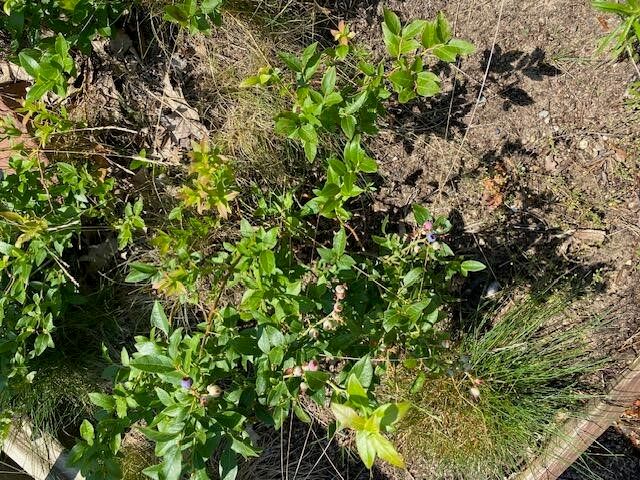 777 W Lincoln Avenue, White Cloud, MI 49349