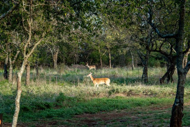 217 E Bay Drive, Bridgeport, TX 76426