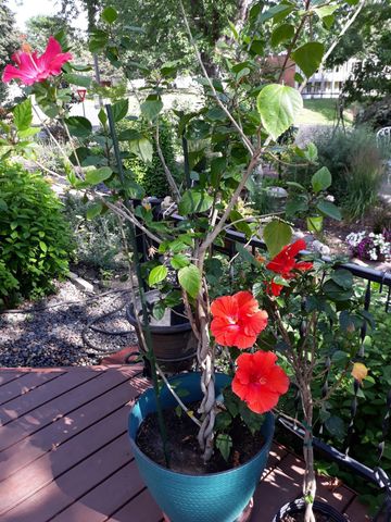 5502 Regis Trail NE, Fridley, MN 55432