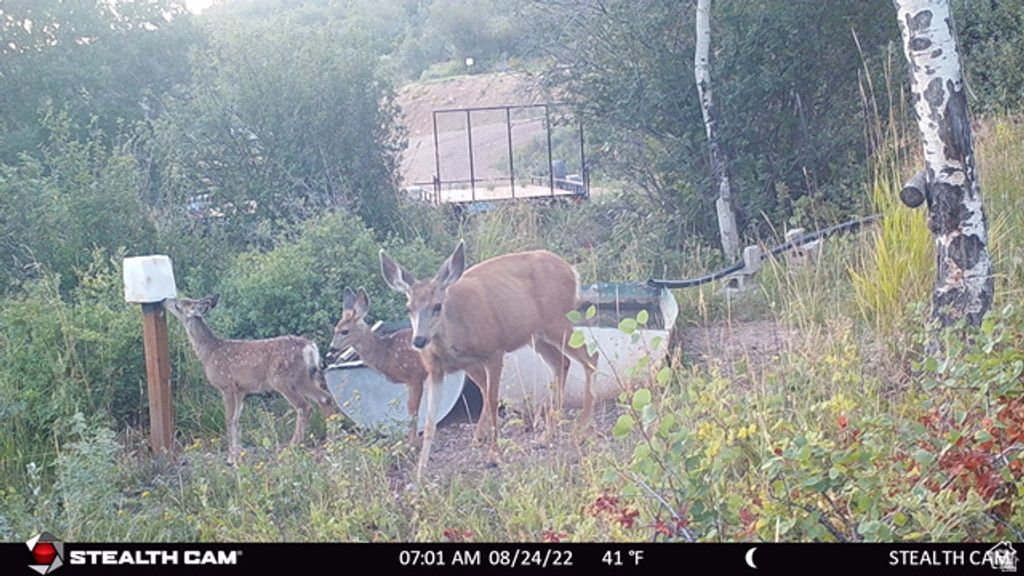 Image 21 of property listing at 28 MOOSE HORN RD, #28, Coalville, UT 84017