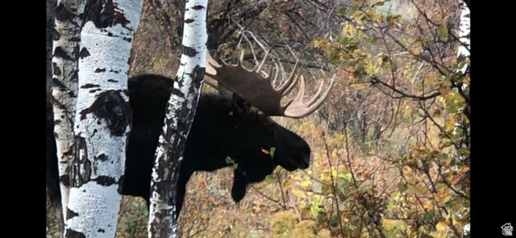 Image 25 of property listing at 28 MOOSE HORN RD, #28, Coalville, UT 84017