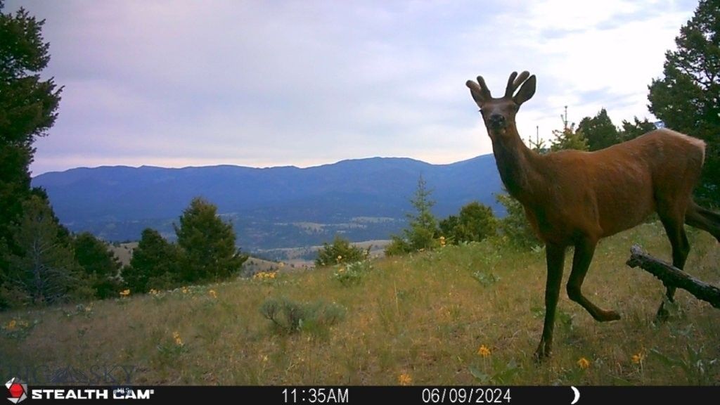 Banner Clancy Creek Road, Clancy, MT 59634 — photo 2