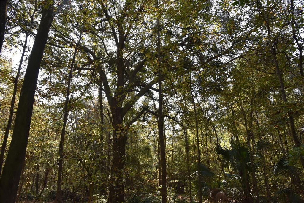 1220 SE US HIGHWAY 301, Hawthorne, FL 32640