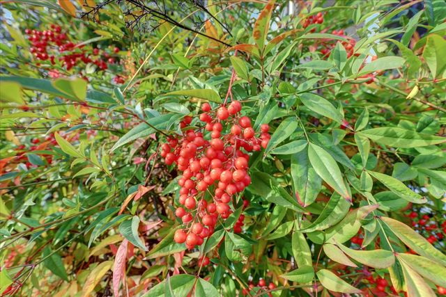 882 Forest Glade Cir, Grass Valley, CA 95945