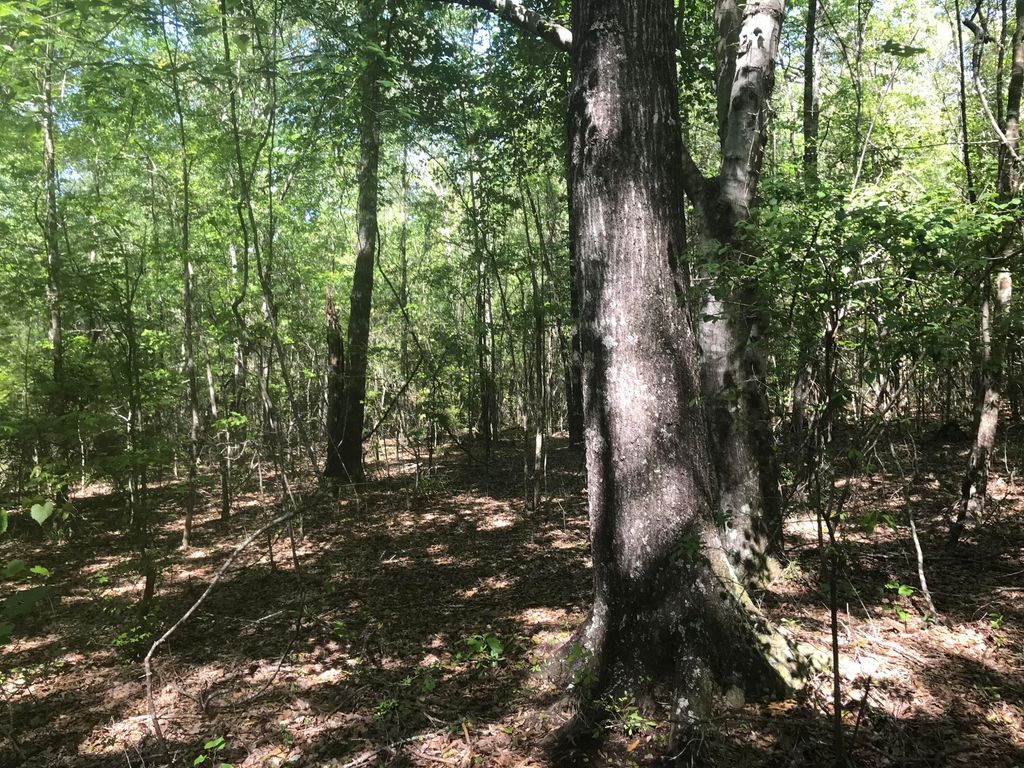 013 Thomas Richard Ln., Hattiesburg, MS 39401