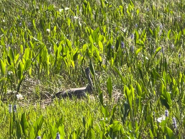 8306 BLUEVINE SKY DRIVE, Land O Lakes, FL 34637